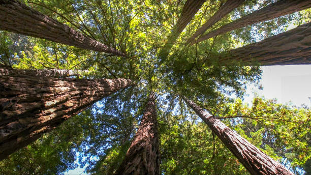 Best Emergency Tree Removal  in Stirling, NJ