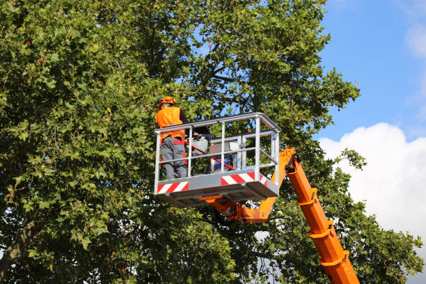 Best Tree and Shrub Care  in Stirling, NJ