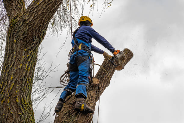 Best Firewood Processing and Delivery  in Stirling, NJ