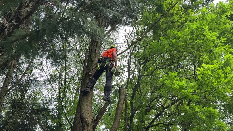 Best Root Management and Removal  in Stirling, NJ