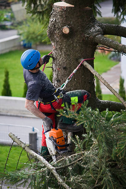 Best Tree Planting  in Stirling, NJ