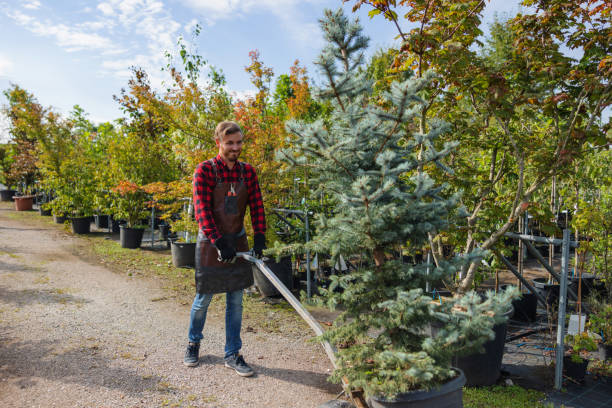 Best Tree Health Inspection  in Stirling, NJ
