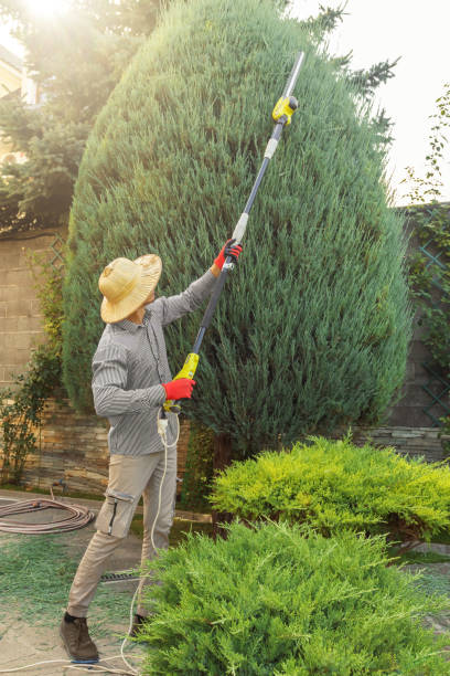 Best Lawn Renovation and Restoration  in Stirling, NJ