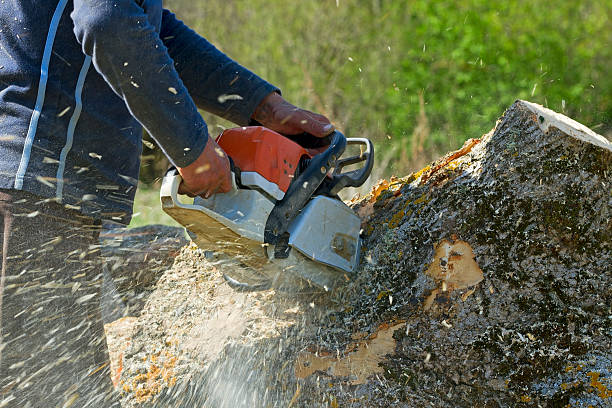 Seasonal Cleanup (Spring/Fall) in Stirling, NJ