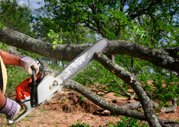 Best Utility Line Clearance  in Stirling, NJ